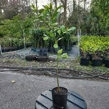 Miniatura 2 de Mickey Mouse vietnamita - Más información - 1 a 2 pies de alto - Se envía en maceta de 6"