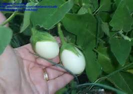 30 - Nest Egg Gourd Seeds - Non-Gmo