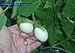 30 - Nest Egg Gourd Seeds - Non-Gmo