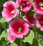 HORTIFLOR BUREAU