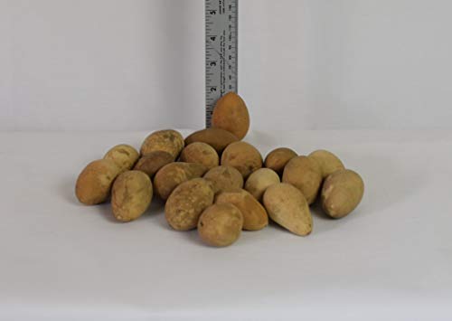Box of 20 Small Dried Hard Shell Gourd Eggs, Ready for Crafting and and Home Decor