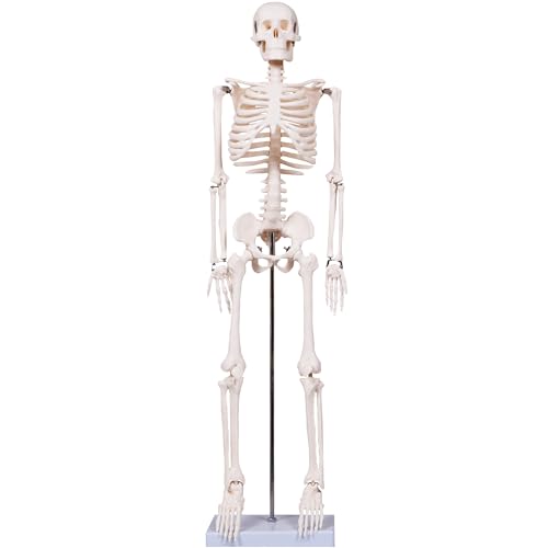 breesky Scientifc Human Skeleton Model for Anatomy 33.4 Skeleton Model with Metal Stand Removable Arms&Legs for Student to Study Human Skeleton Anatomy System Halloween Decor Manual Included