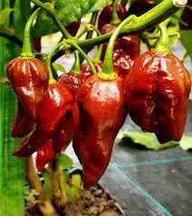 Naga chilli seeds for planting (100 seeds) Brown (B0C4PHKCN7) Amazon Price History, Amazon Price Tracker