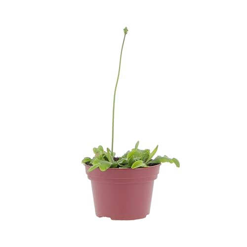 KENTIS - Dionaea Muscipula - Venere Acchiappamosche - Pianta Carnivora Vera Mangia Insetti - Piante Antizanzare da Esterno - Vaso Ø 12 cm