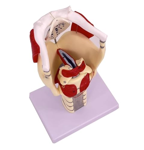 Modèle de pharynx humain pour cours d'anatomie et recherche médicale - 7