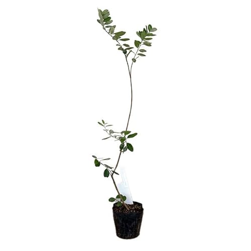 フェイジョア：ニキタ5号ポット[風味が良く甘い実をつける晩生大実品種][花木・庭木に][NHK趣味の園芸25年11月号掲載]のサムネイル