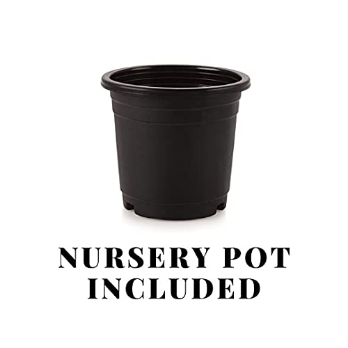 Image of Hand Painted Metal Planter with Wooden Stand (Black)