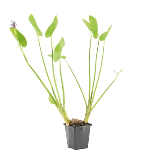 Bloomique - Pontederia Cordata - Jacinthe d’eau - Pontédérie - Plantes de bassin - Plantes aquatiques - Rustique - Hauteur 10-20 cm - Pot 9 cm