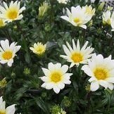 Amazon 宿根草 ガザニア ソフトクリーム 2株セット 花壇 コンテナガーデン カラーリーフ 花