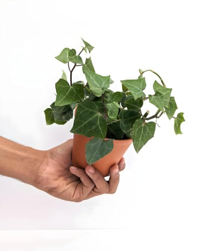 Image of LIVE PLANT (SMALL, ENGLISH IVY)