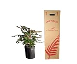Andersen Farms Calathea Makoyana – 10 Inches Grower Pot – Peacock Plant – Live Air Purifying Indoor Plant with Patterned Green Leaves, Easy Care Tropical Home Décor