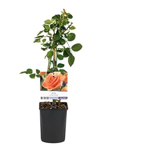 Plantenboetiek.Nl Orange Climber Kletterrose - 2 Pflanzen