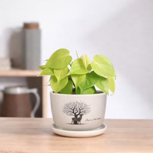 Image of Urban Upvan Tree Design Printed Ceramic Pot with Tray - Premium Decorative Planter for Indoor & Outdoor Plants, Modern Elegant Flower Pot for Home, Garden & Office