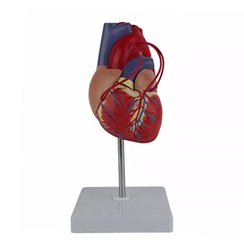 Human Heart Anatomy Model with Display Holder Base 1:1 Life Size for Cardiology Study Demonstrating Heart Bypass Anatomical Heart Model for Kids Anatomical Heart Model Kit