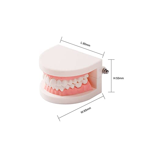 Easyinsmile® Dental Standard Teeth Teaching Model Kids Denture Model Tooth Model For Student #TOP3