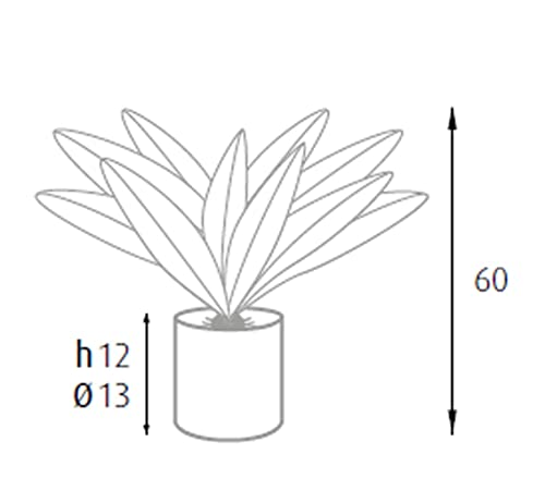 Plante Dracaena King Collection pour végétaliser sans arrosage votre appartement - 4