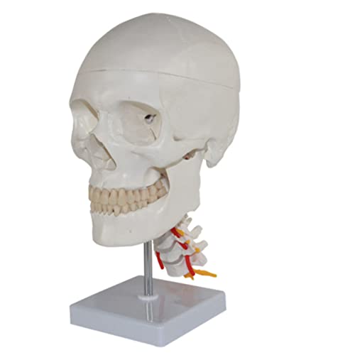 Modèle de corps humain crâne anatomique médical vertèbres cervicales - 3