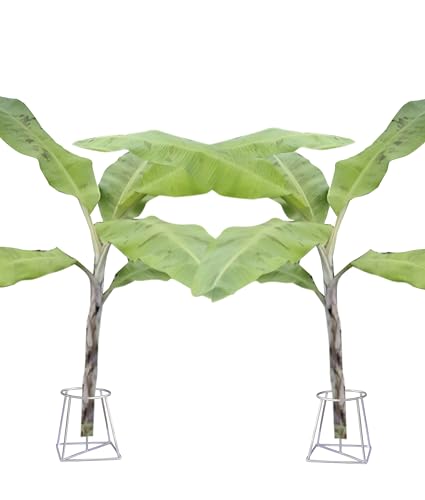 Hind's Coconut Leaf or Banana Leaf Holder Stand Heavy Stainless Steel Decorative Ideal for Placing The Banana Plant/Tree/stem Stand and Other Ceremonies Banana Leaf Stand for Pooja (1) 4 3136hkZlu3L
