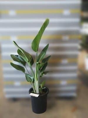 観葉植物 オーガスタ 8号」の人気商品一覧 | 安い商品を通販サイトから