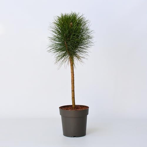 Plant in a Box - Pinus Summer Breeze - Pino enano - Esférico - Agujas verdes - Maceta 24cm - Altura 70-80cm