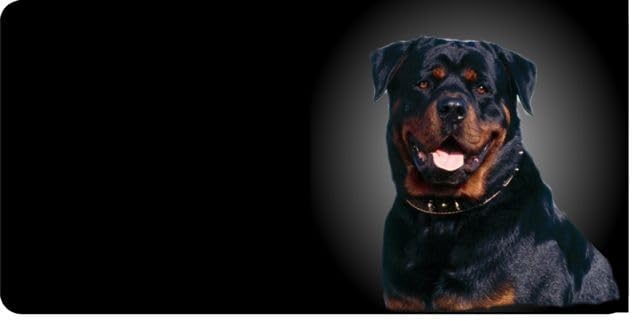 Rottweiler Dog Photo License Plate Free Personalization on This Plate