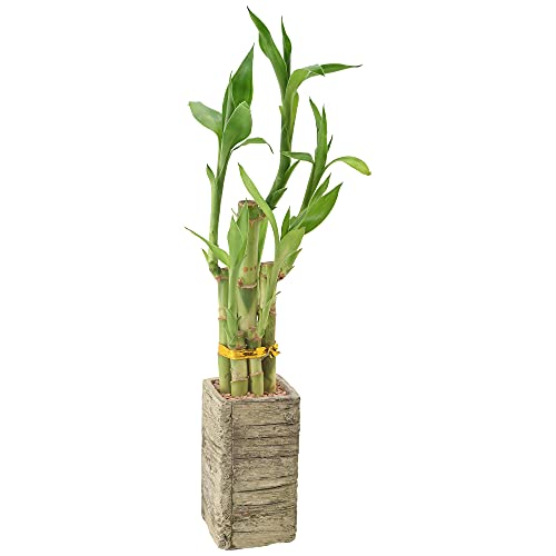 Arcadia Garden Products LV24 5-Stem Lucky Bamboo, Live...