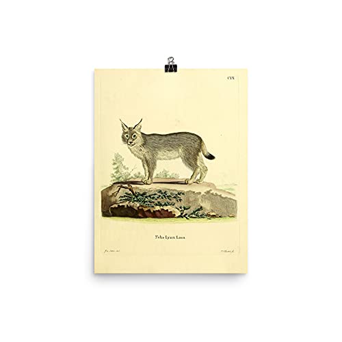 Lámina de lince vintage e ilustración animal antigua para decoración de aula y guardería