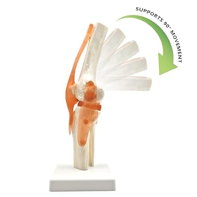 6 pcs/Set Anatomy Models Human Shoulder Elbow Hip Knee Hand Foot Joint Bone Models Human Joint Anatomy Model Science Models Human Body Six Major Joint Models Joint Series Model