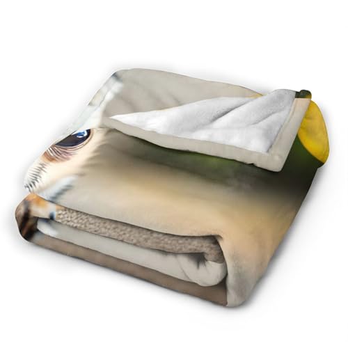 Chihuahua-Hunde-Motiv, ultraweiche Flanelldecke, Anti-Pilling, Mikro-Decken, Sofa, leicht, für alle Jahreszeiten