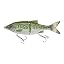 Baby Bass