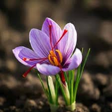 Premium Saffron/Kesher Bulbs(Crocus Sativus) for Planting||Healthy Dormant Flower Bulbs||Home Garden & Farm Cultivation(Pack of -10 Healthy Bulb)||Organic Saffron Bulbs||A-16-picture-13