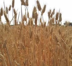 Organic Sonamoti Wheat Whole Grains (10 Kg)| Whole Grains For Eating And Cooking | Grains/Gehu | By G7 GRAINS