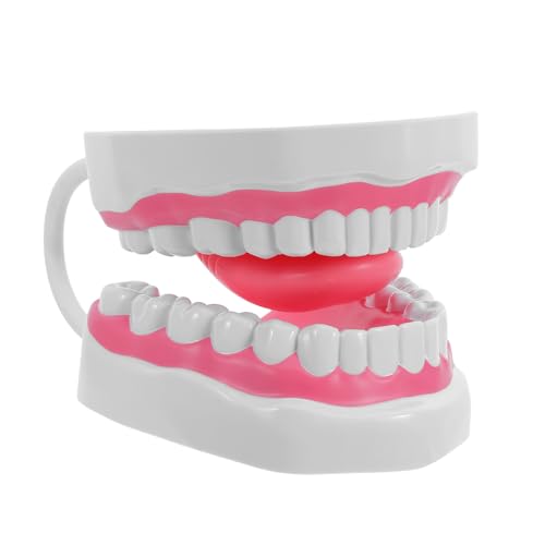 HEALSOPTHY Modelo de Dientes para Enseñanza Oral Ampliado de Plástico PVC con Raíces para Estudiantes y Profesores Práctica de Higiene Bucal y Cepillado