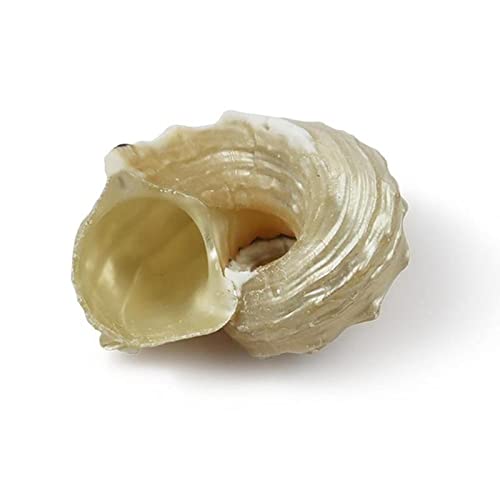 Coquille de conque naturelle sculptée par l'océan pour cabinet de curiosités
