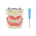 Columbia Dentoform Fit Dental Typodont Model Licensing Exam CDCA 32 Teeth M8030