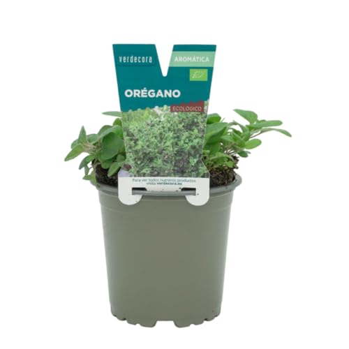 Verdecora Orégano en maceta Ø11cm | Origanum vulgare | Planta de Interior y Exterior | Hojas Aromáticas y Sabrosas | Ideal para Cocina y Decoración