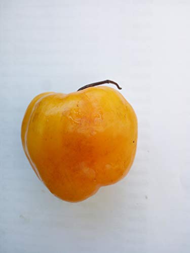 SEMI PEPERONCINO-ROCOTO CANARIO YELLOW-