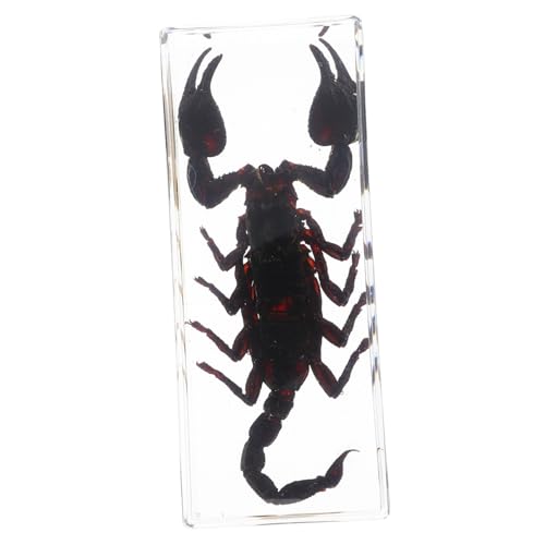 Veemoon Preserved Insect Specimens Paperweight Scorpion Display High Transparency Science Educ