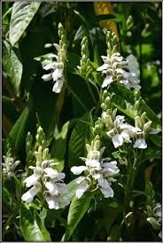 Vasaka (Justicia adhatoda) Basak Pata Plant, Adhatoda Vasika, Medicinal Plants, Basak Leaf, Ayurvedic Plants, 1 Live Plant