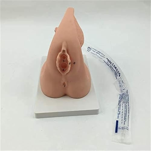 Generisch Weibliche Harnröhren-Katheterisierung Training Simulator Modell - Vereinfachte Urin-Insertion Modell mit weiblichen internen und genitalen Anatomie für die medizinische Ausbildung