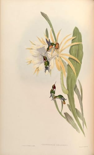 Oiseau Calothorax Heliodor tableau John Gould affiche impression d'art toile