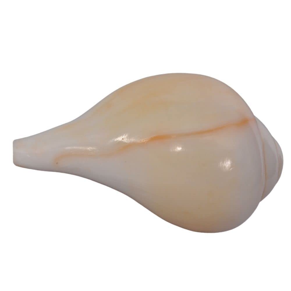 Indian Collectible Indian Blowing Shankh for Pooja | Blowing Shankh Original | Blowing Sangu | Blowable Conch Shell (Blasender Schaft, 10,2 cm)