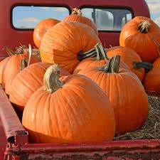 Pumpkin, Big Max Pumpkin Seeds, Heirloom, Non GMO, 100 Seeds, Giant Pumpkins