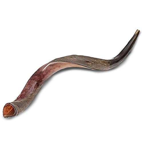 Shofarot Israel Kosher Yemenite Kudu Shofar 24