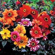 Gardening Treasures: 40 Dahlia Bishop's Child Mix Seeds