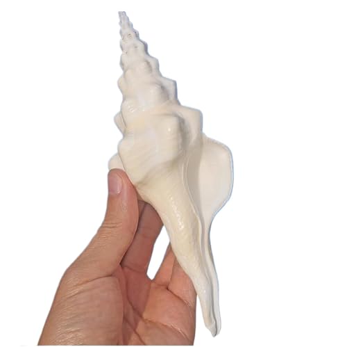 Conchas marinas gigantes de 13 a 14 cm de textura única para coleccionistas