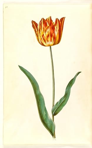 Impression d'art Tulipa Gesneriana de Hans Simon Holtzbecker, tableau canvas haut de gamme