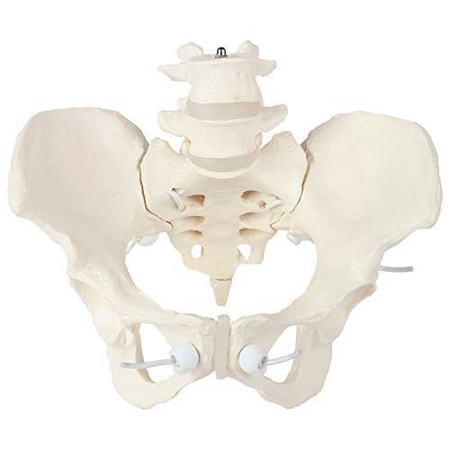 Axis Scientific 4 Part Disassemblable Flexible Female Pelvis Anatomy Model with L4 and L5 Vertebrae, Anatomical Female Pelvis Model, Flexible Female Pelvis Model