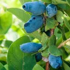 New Fresh 100pcs Haskap Fruit Seeds Generic