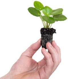 Pilea Peperomioides